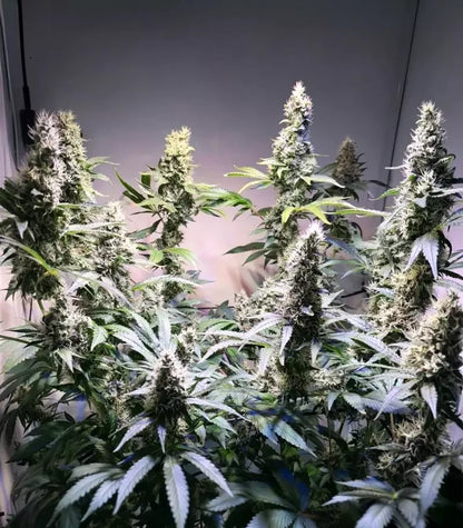 Gelato #45 Cannabispflanze – Barney's Farm, Foto 1