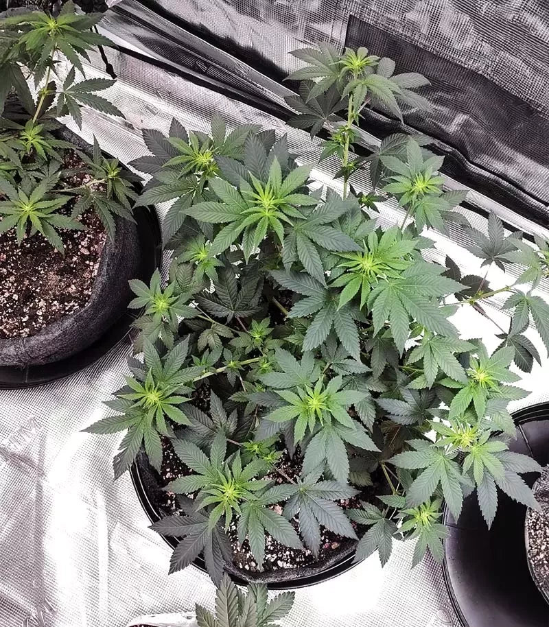 Gelato #45 Cannabispflanze – Barney's Farm, Foto 3