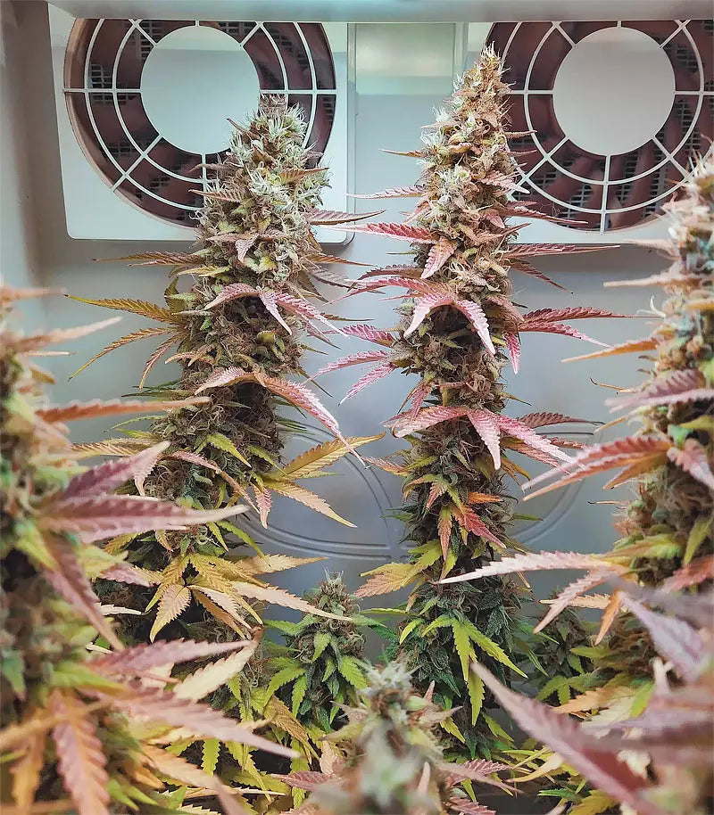 Gelato Auto Cannabispflanze – Fast Buds, Foto 2