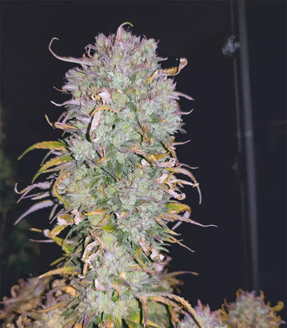 Gelato Auto Cannabispflanze – Fast Buds, Foto 3