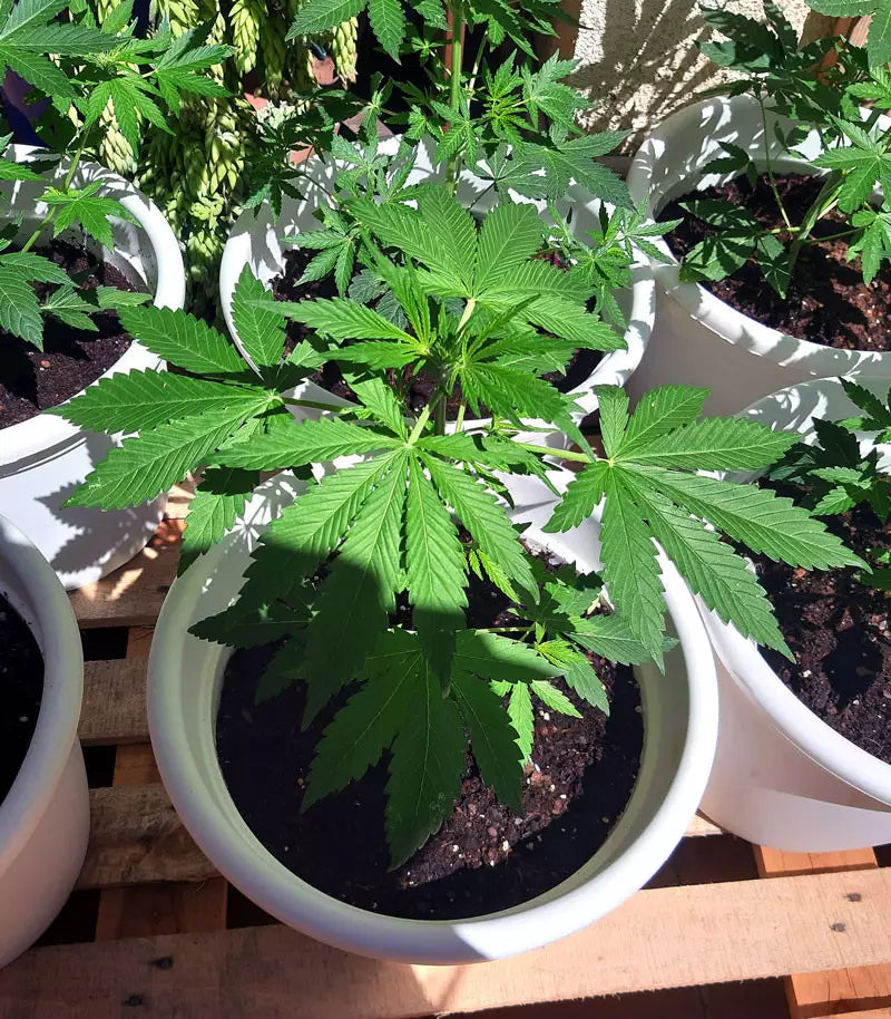 Gelato Auto Cannabispflanze – Fast Buds, Foto 5