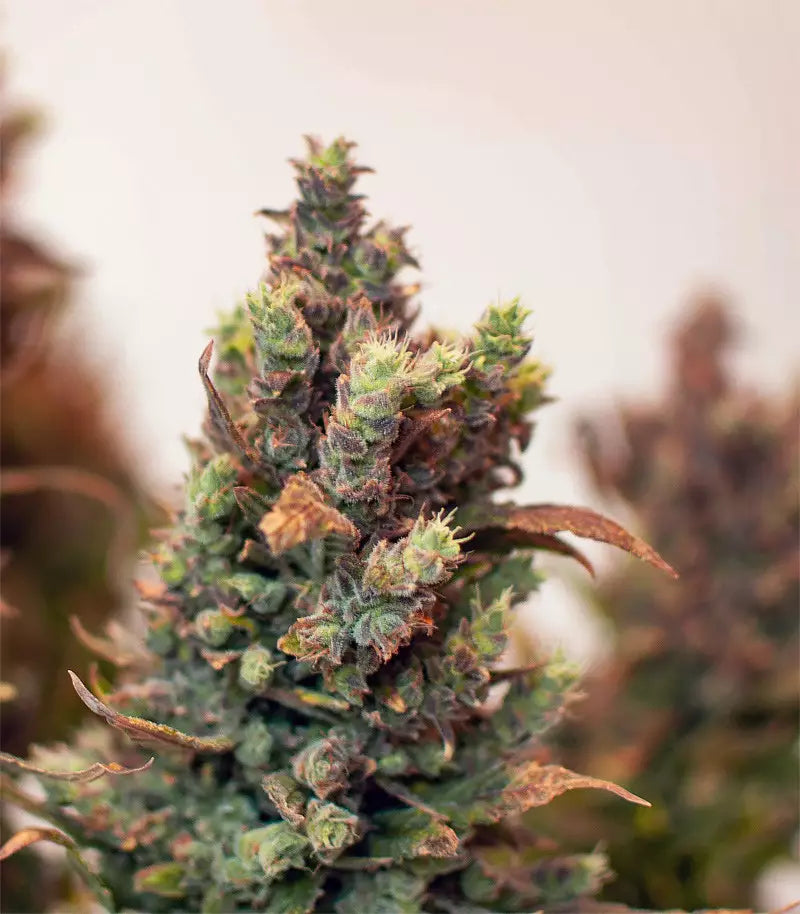 Gelato Auto Cannabispflanze – Fast Buds, Foto 1