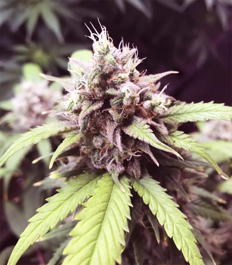 Gorilla Cookies Auto Cannabispflanze – Fast Buds, Foto 1