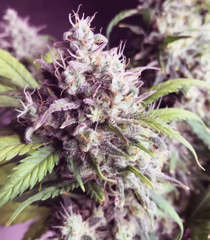 Gorilla Cookies Auto Cannabispflanze – Fast Buds, Foto 2