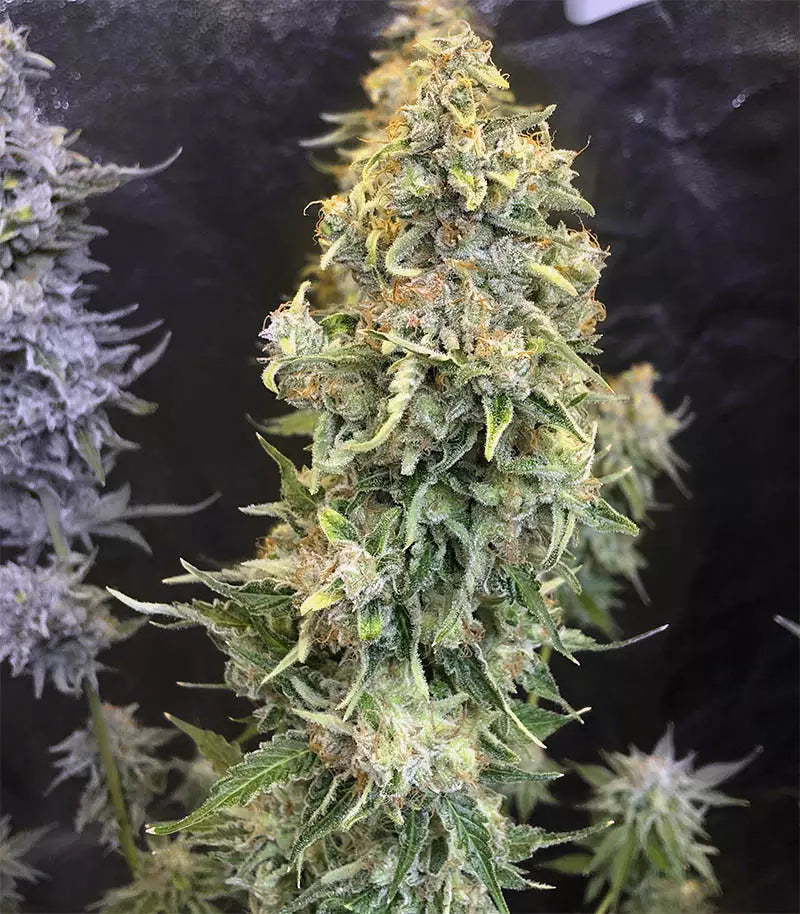 Gorilla Z Cannabispflanze – Barney's Farm, Foto 2