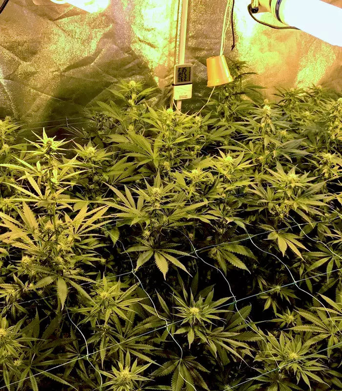 Gorilla Z Cannabispflanze – Barney's Farm, Foto 1