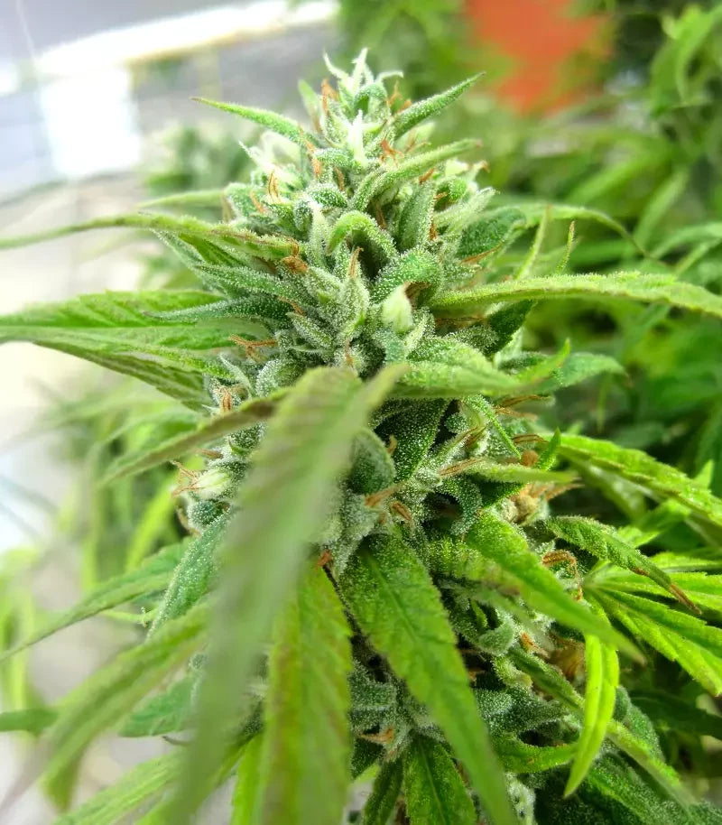 Humboldt Headband Cannabispflanze – Humboldt Seed Company, Foto 3