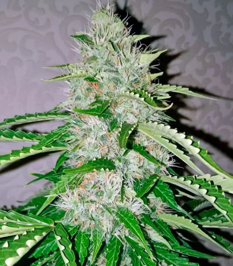 Nefertiti Cannabispflanze – Pyramid Seeds, Foto 1