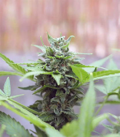 Orange Sherbet Auto Cannabispflanze – Fast Buds, Foto 1