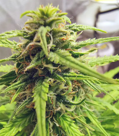Orange Sherbet Auto Cannabispflanze – Fast Buds, Foto 2