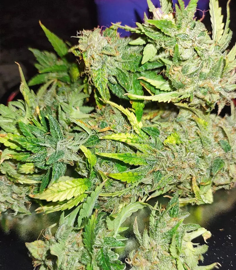 Original Auto Sour Diesel Cannabispflanze – Fast Buds, Foto 5