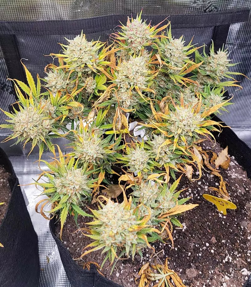 Original Auto Sour Diesel Cannabispflanze – Fast Buds, Foto 6