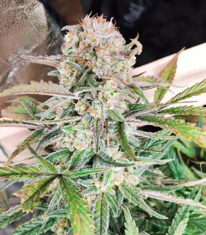 Original Auto Sour Diesel Cannabispflanze – Fast Buds, Foto 7