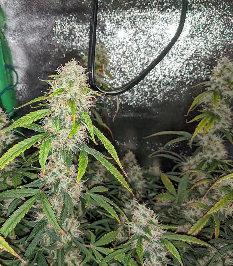 Original Auto Sour Diesel Cannabispflanze – Fast Buds, Foto 8