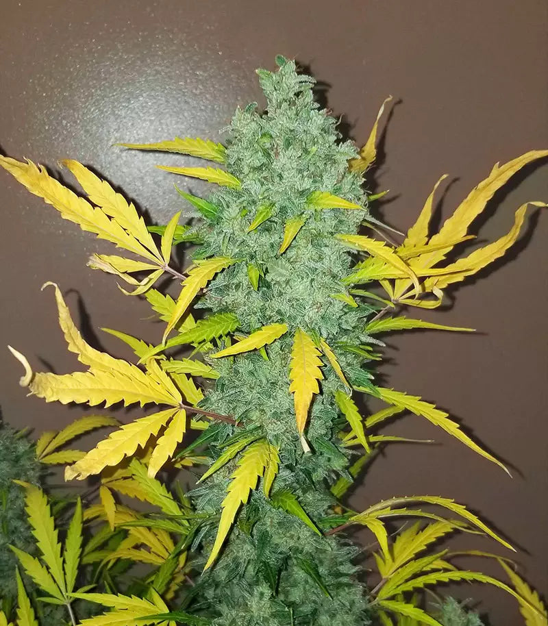 Original Auto Sour Diesel Cannabispflanze – Fast Buds, Foto 4
