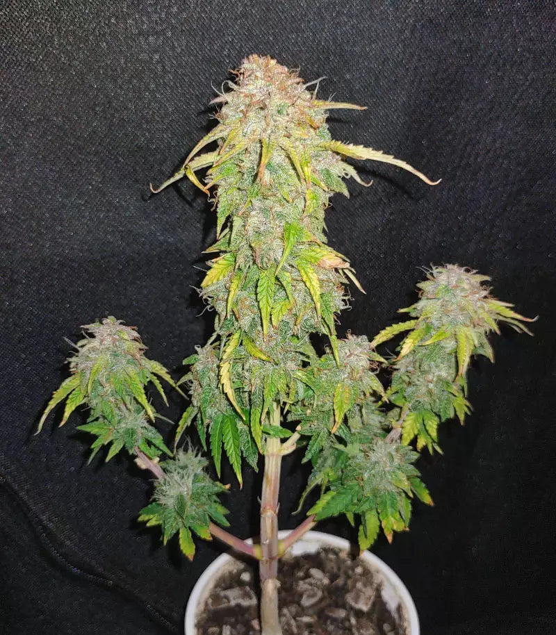 Original Auto Sour Diesel Cannabispflanze – Fast Buds, Foto 1