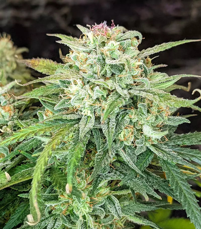 Original Auto Sour Diesel Cannabispflanze – Fast Buds, Foto 2