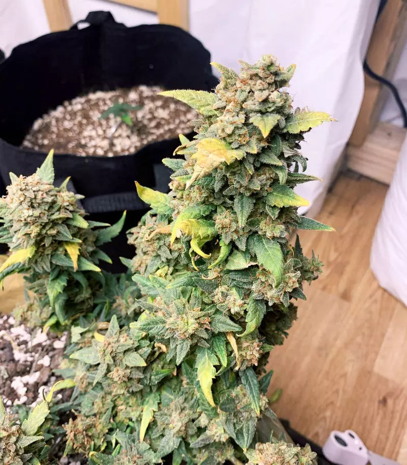 Original Auto Sour Diesel Cannabispflanze – Fast Buds, Foto 3
