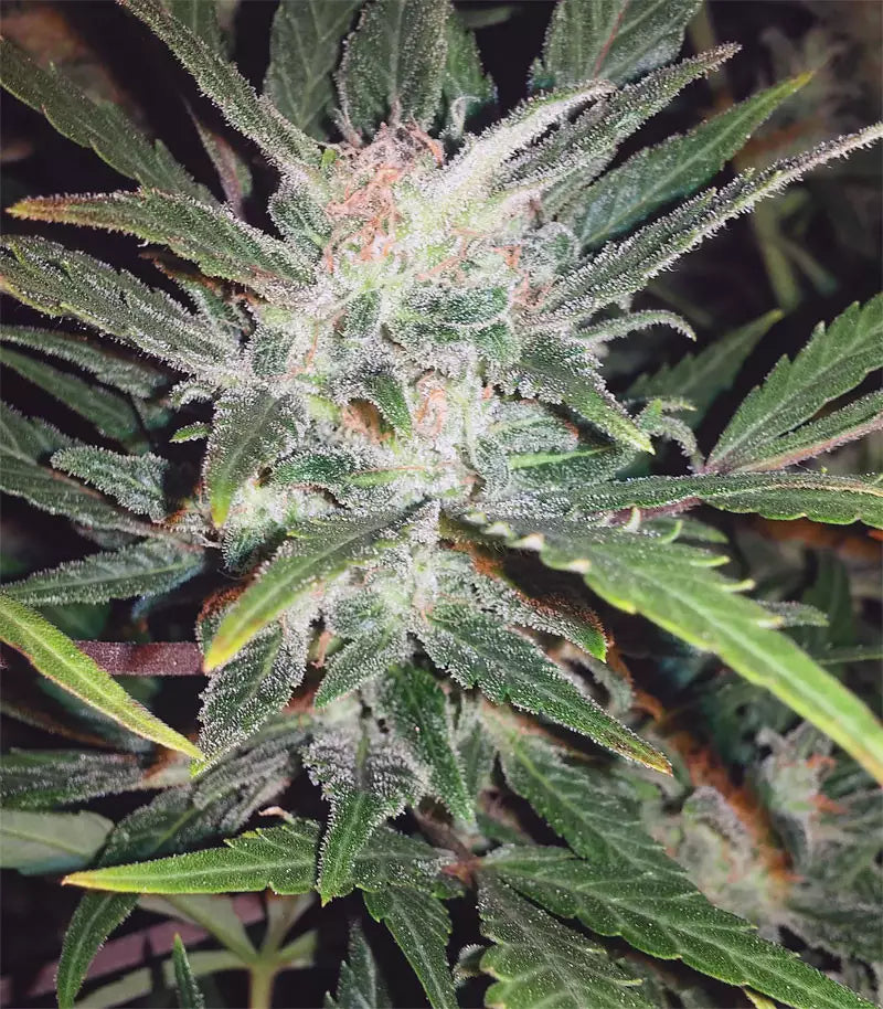 Original Auto White Widow Cannabispflanze – Fast Buds, Foto 1