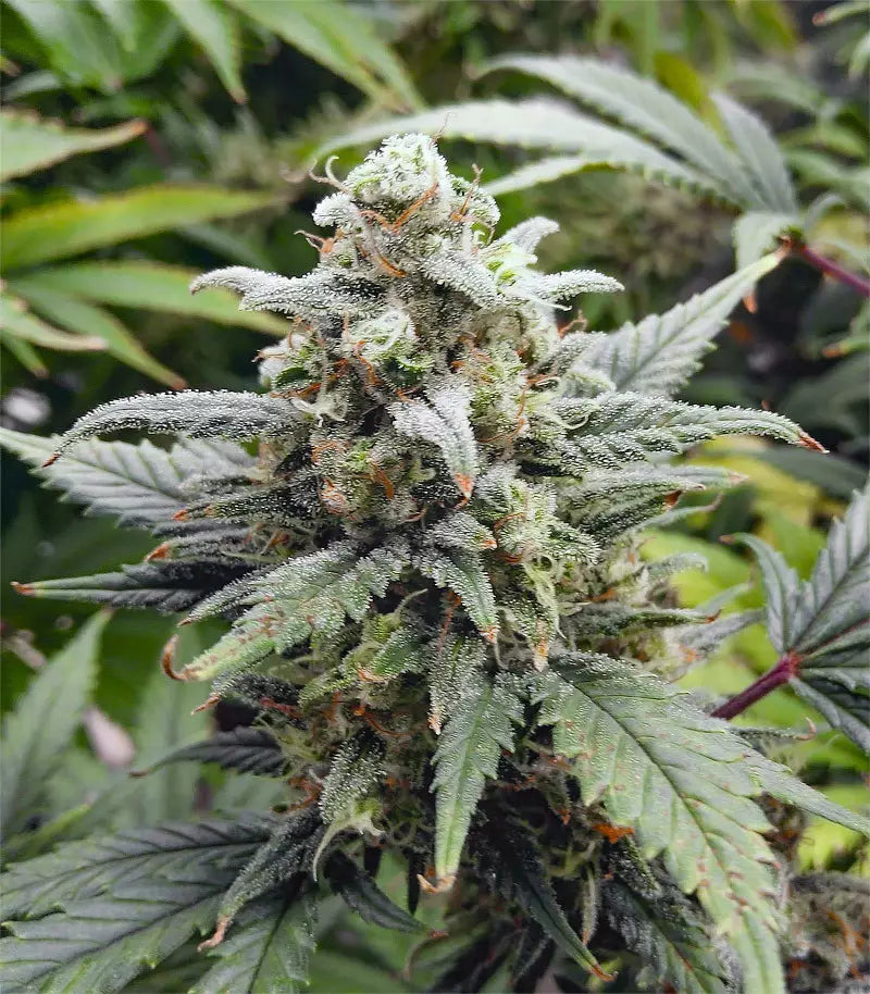 Original Auto White Widow Cannabispflanze – Fast Buds, Foto 2
