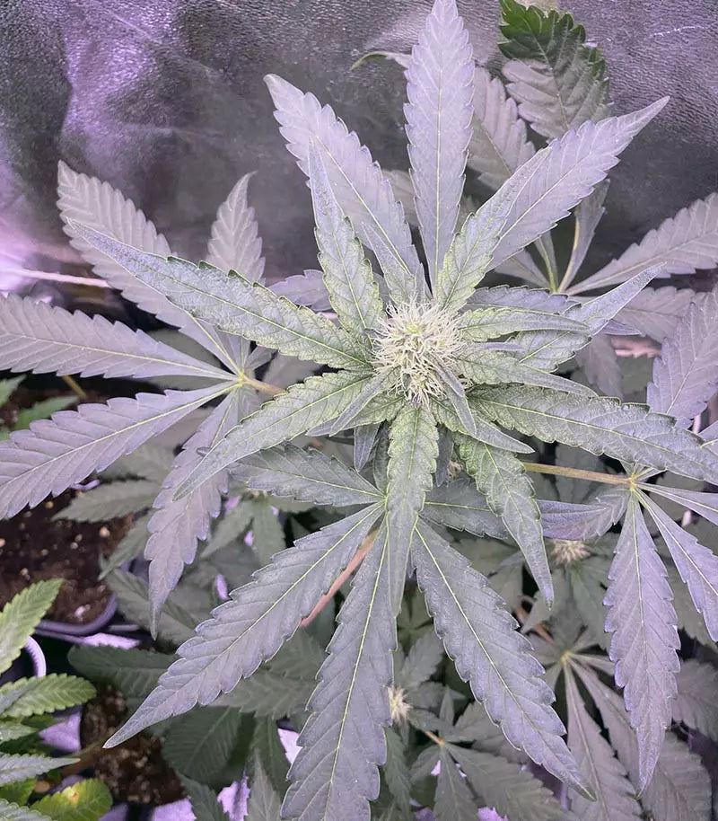 Runtz Muffin Cannabispflanze – Barney's Farm, Foto 3