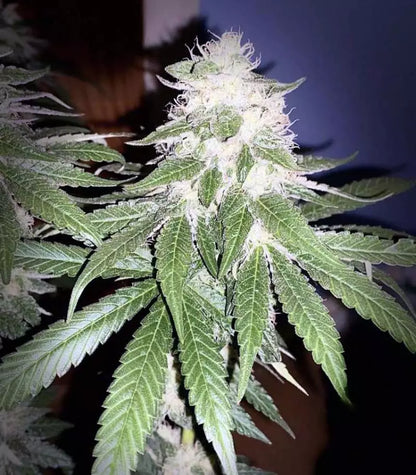 Runtz Muffin Cannabispflanze – Barney's Farm, Foto 4