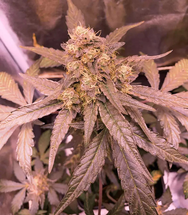 Runtz Muffin Cannabispflanze – Barney's Farm, Foto 1