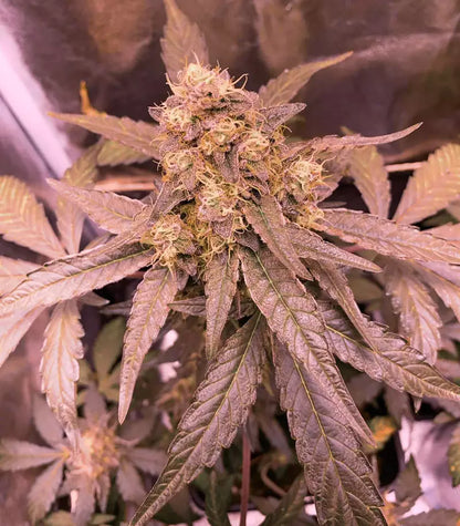 Runtz Muffin Cannabispflanze – Barney's Farm, Foto 1