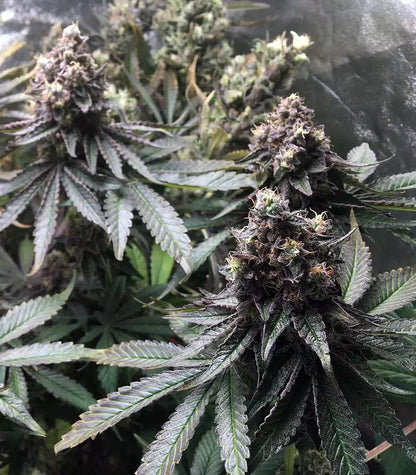 Runtz Muffin Cannabispflanze – Barney's Farm, Foto 2
