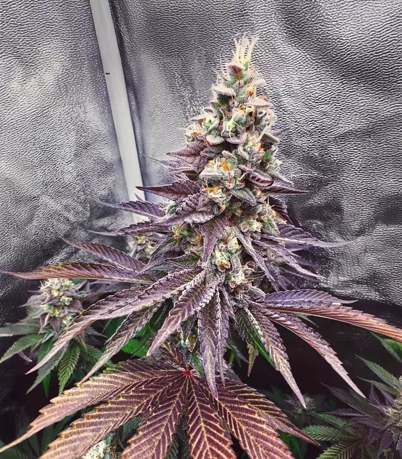 Runtz x Layer Cake Cannabispflanze – Barney's Farm, Foto 4