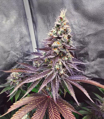 Runtz x Layer Cake Cannabispflanze – Barney's Farm, Foto 4