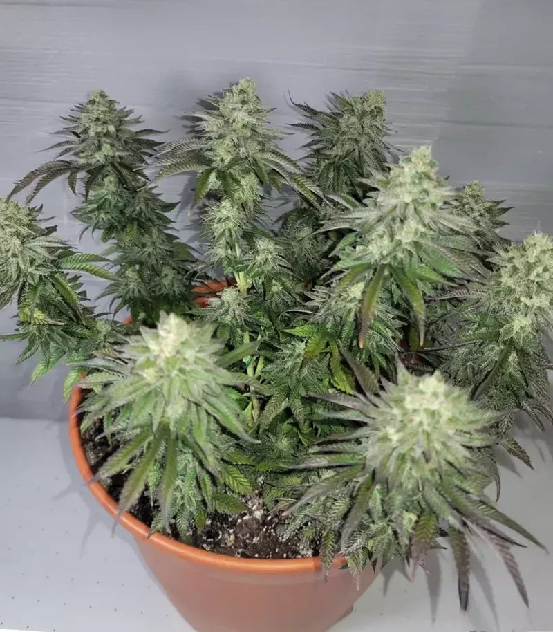 Runtz x Layer Cake Cannabispflanze – Barney's Farm, Foto 2
