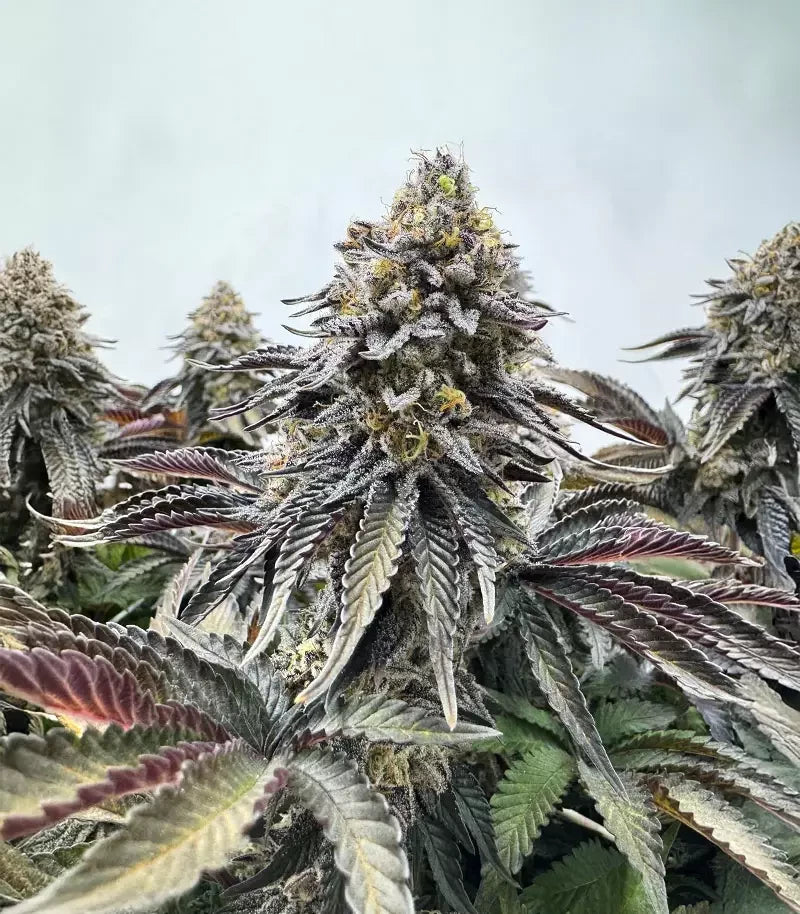 Runtz x Layer Cake Cannabispflanze – Barney's Farm, Foto 3