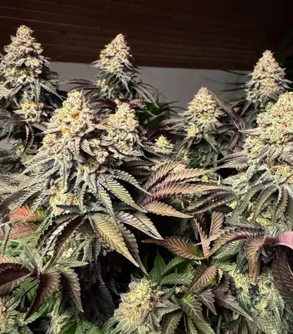 Runtz x Layer Cake Cannabispflanze – Barney's Farm, Foto 1