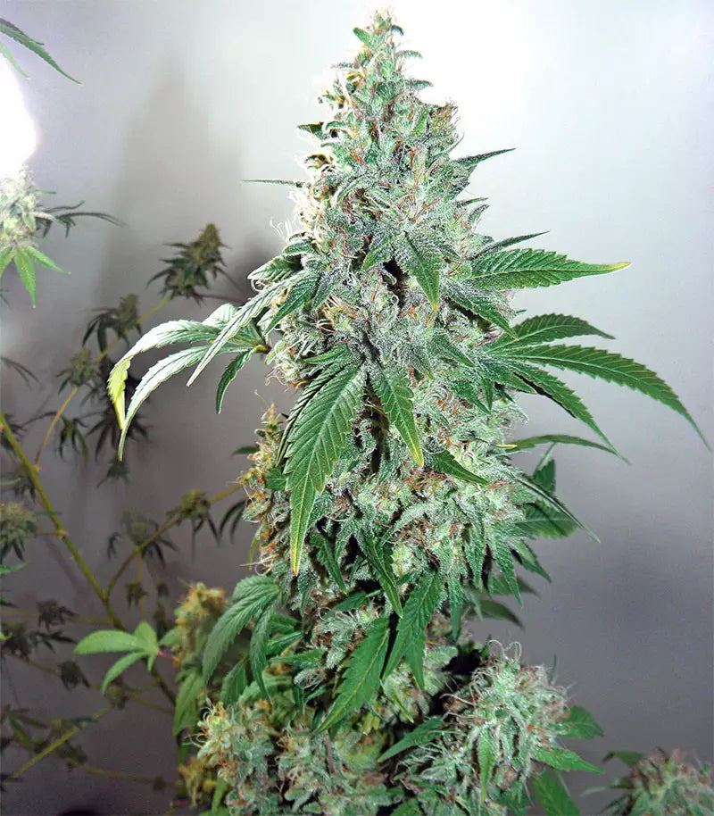 Shiskaberry Cannabispflanze – Barney's Farm, Foto 1