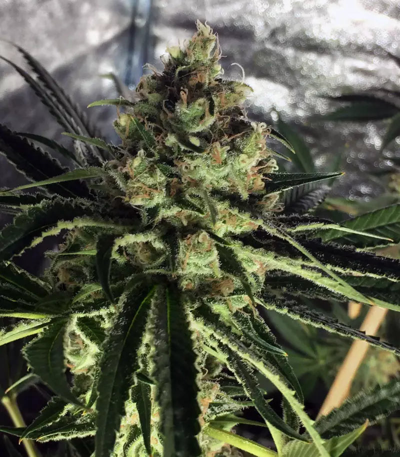 Shiskaberry Cannabispflanze – Barney's Farm, Foto 2