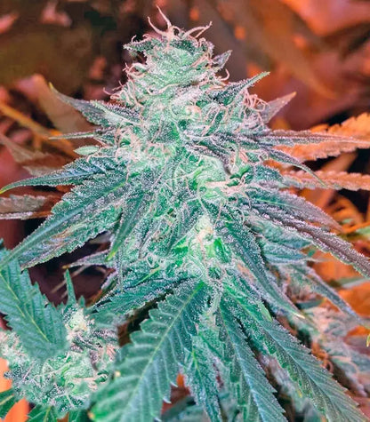 Triple Cheese Cannabispflanze – Barney's Farm, Foto 1