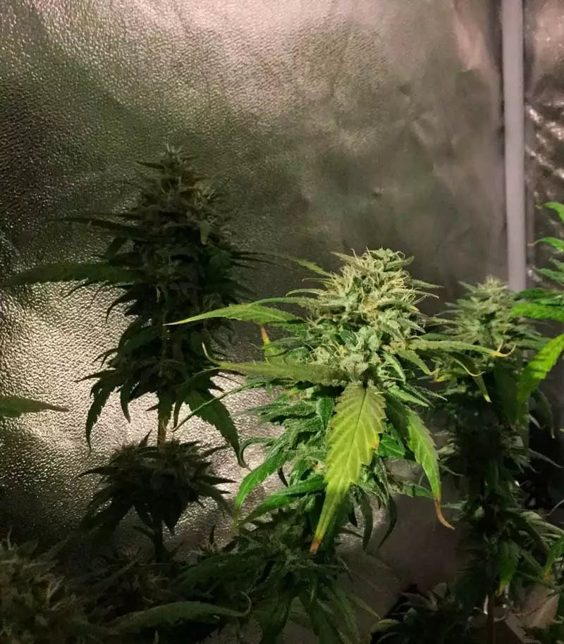 Triple Cheese Cannabispflanze – Barney's Farm, Foto 2
