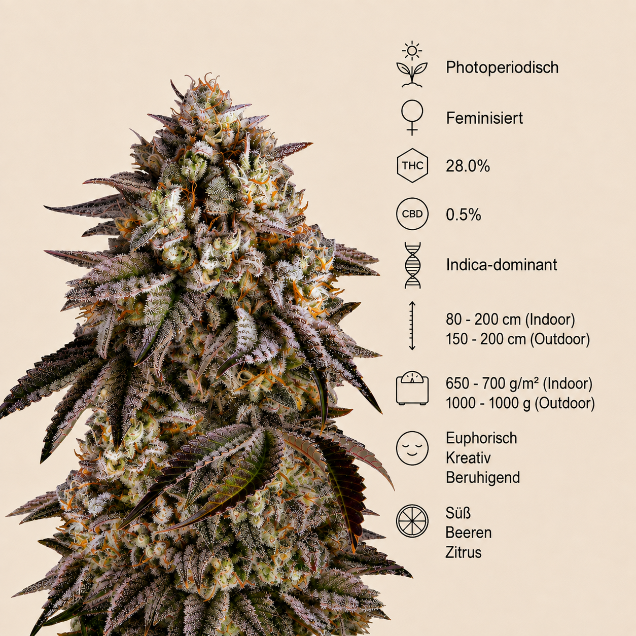 Blue Sunset Sherbert