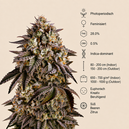 Blue Sunset Sherbert