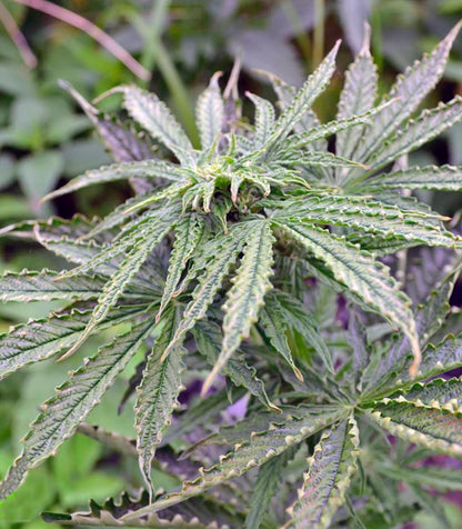 Think Big Auto Cannabispflanze – Dutch Passion, Foto 4