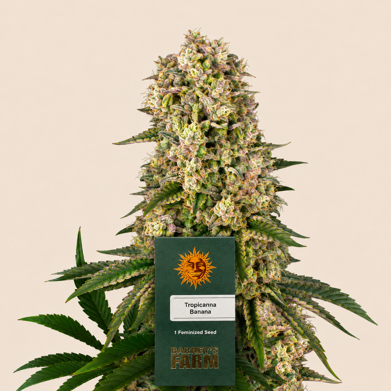 Tropicanna Banana