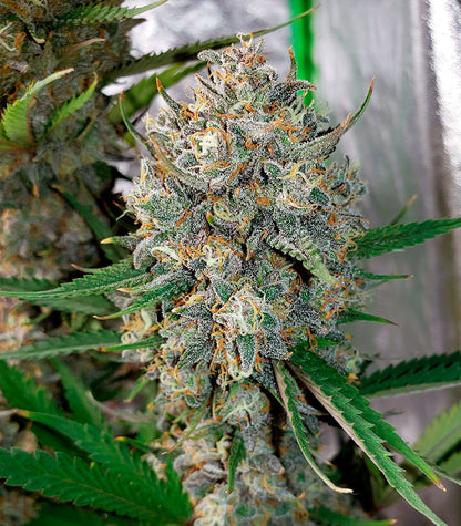 West Coast O.G. Auto Cannabispflanze – Fast Buds, Foto 2