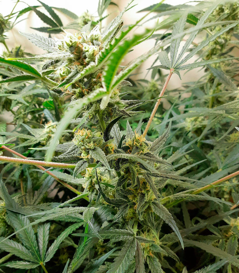 West Coast O.G. Auto Cannabispflanze – Fast Buds, Foto 4