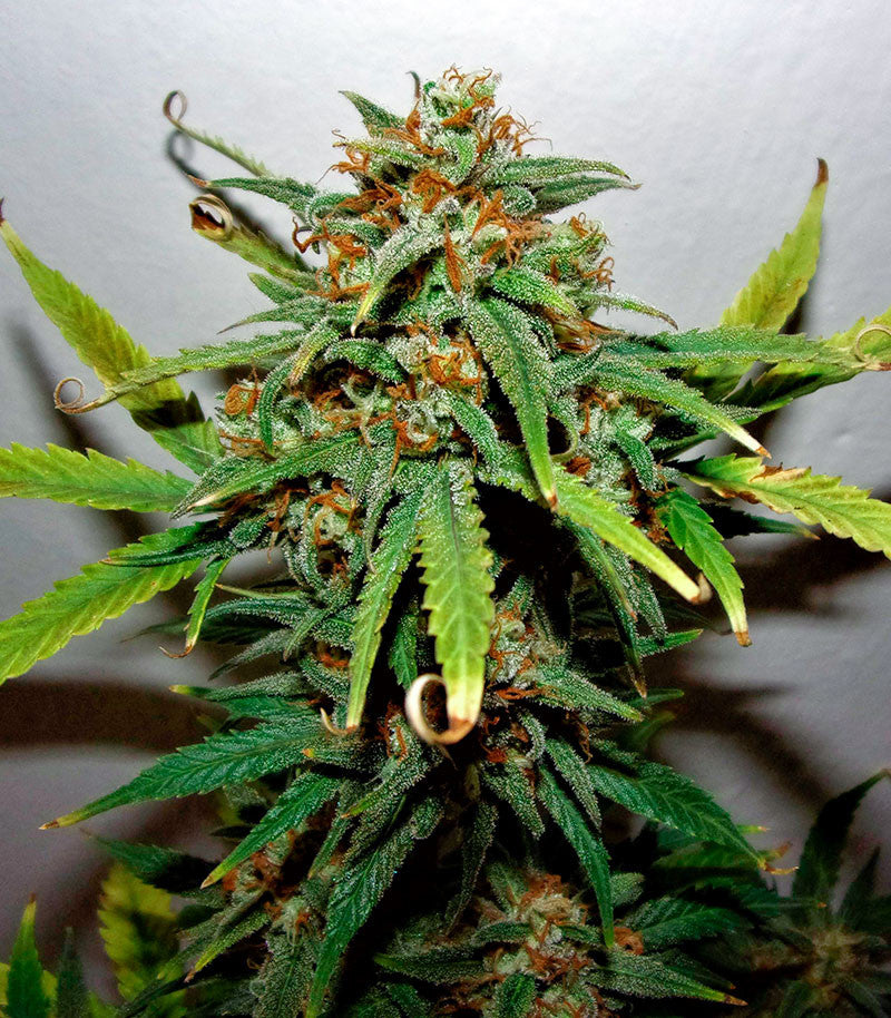 West Coast O.G. Auto Cannabispflanze – Fast Buds, Foto 5