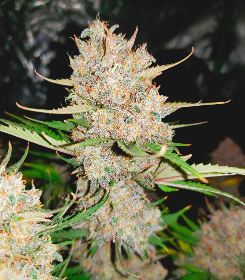 West Coast O.G. Auto Cannabispflanze – Fast Buds, Foto 6
