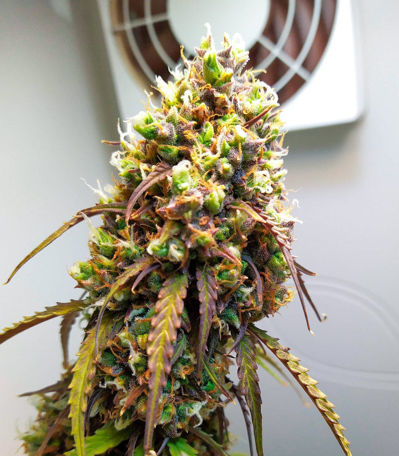 West Coast O.G. Auto Cannabispflanze – Fast Buds, Foto 7
