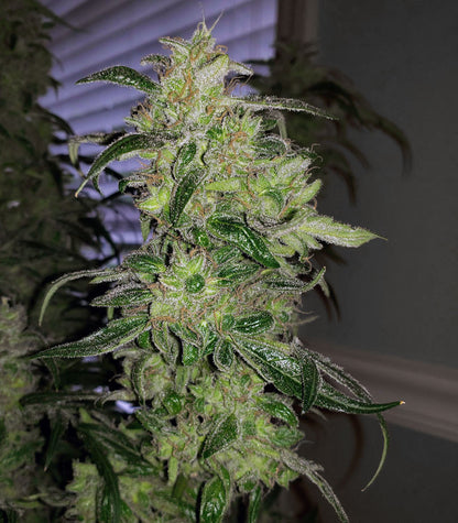 Z OG Auto Cannabispflanze – Barney's Farm, Foto 3